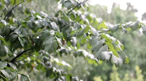 Green leaves under the rain 動画素材 46772598