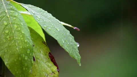 Green leaves under the rain Stock Footage 132643196