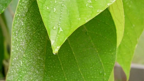 Green leaves under raindrops. Close-up. Slow motion Vídeos de archivo 138192767