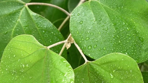 Green leaves under raindrops. Close-up. Slow motion 動画素材 138192838