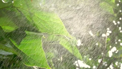 Green leaves under raindrops. Close-up. Slow motion 動画素材 138192883