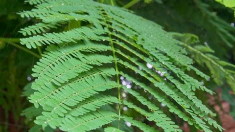 Green leaves under raindrops. Close-up. Slow motion FullHD footage Vídeos de archivo 138783968