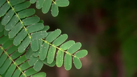 Green leaves under raindrops. Close-up. Slow motion FullHD footage Vídeo Stock 138812586