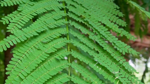 Green leaves under raindrops. FullHD footage Video stock 138783574