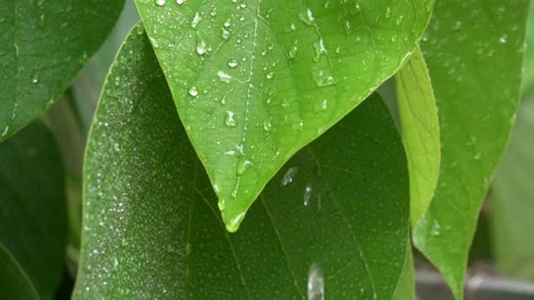 Green leaves under raindrops. FullHD footage Stock Footage 138783879