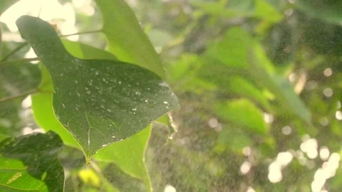 Green leaves under raindrops. FullHD footage Stockbeeldmateriaal 138783916
