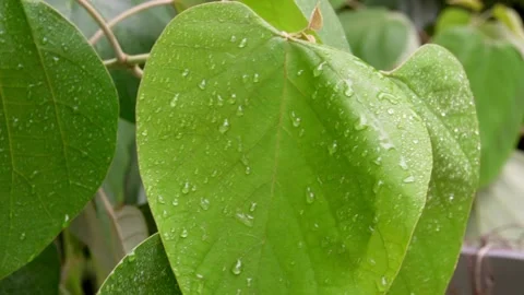 Green leaves under raindrops. FullHD footage Stockbeeldmateriaal 138783943