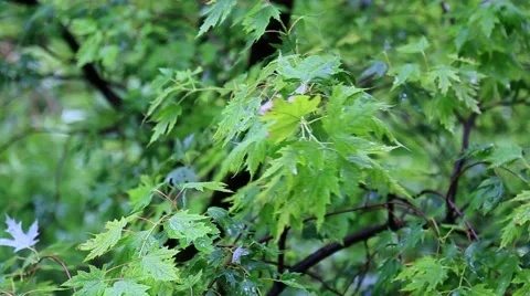Green leaves under the shower Stock Footage 45988050