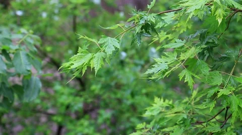 Green leaves under the shower Video stock 45988086