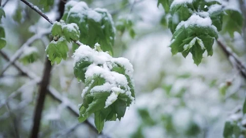 Green Leaves Under Snow Stock Footage 75409093
