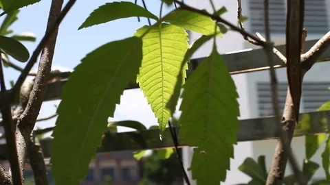 Green leaves under sun background Stock Footage 75628214