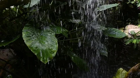 Green leaves under the waterfall Stock Footage 81146726