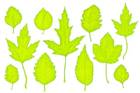 Green leaves vector Stock Illustration