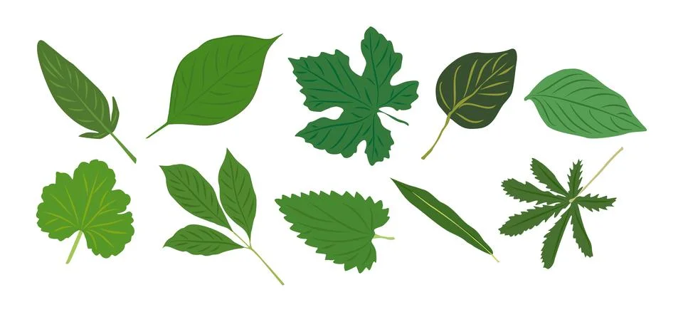 Green leaves vector illustrations set on white. Stock Illustration