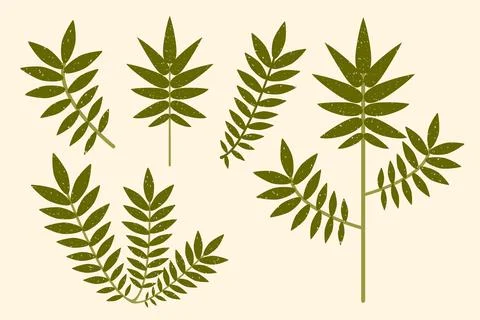 Green leaves vector set. Modern flat palm branches with leaves drawn with brush Stock Illustration
