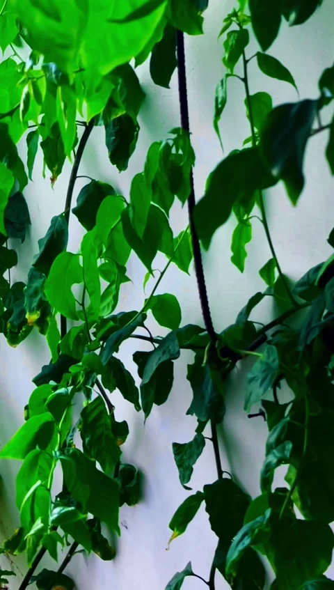 Green Leaves vertical Video stock 327557753