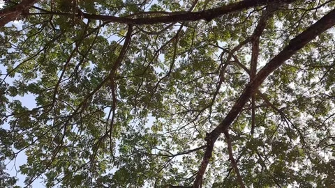 Green leaves walk Moving in The Wind with sunlight,On Blue Sky lookup view Stock Footage 154538009
