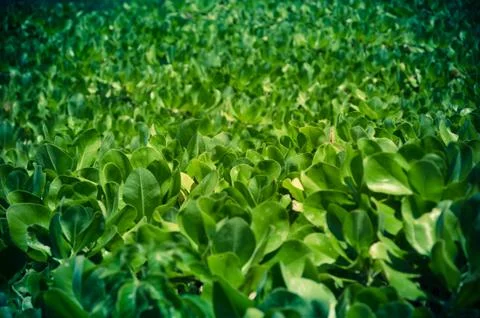 Green leaves wall background Stock Photos