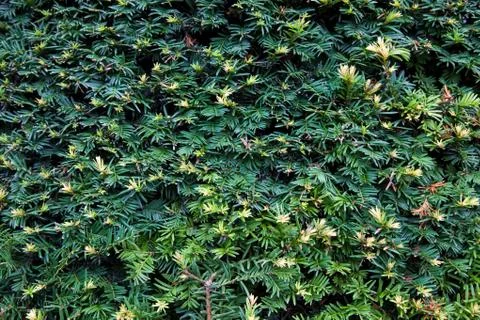 Green leaves wall background Stock Photos