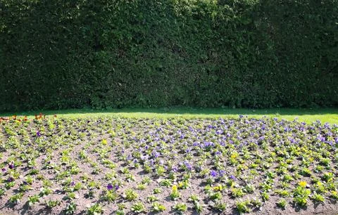 Green leaves wall background in spring park 스톡 사진