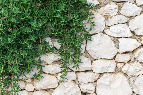 Green leaves on a wall of limestone Stock Photos