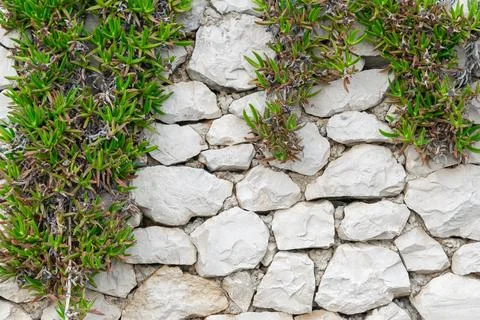 Green leaves on a wall of limestone Stock Photos
