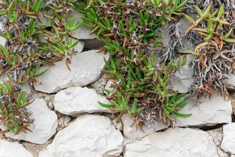 Green leaves on a wall of limestone Stock Photos