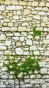 Green leaves on a wall of limestone Stock Photos