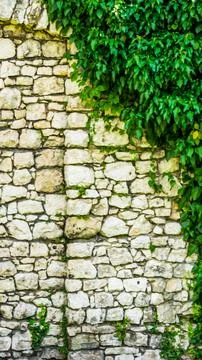 Green leaves on a wall of limestone Stock Photos