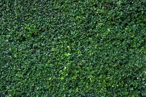 Green leaves wall Stock Photos