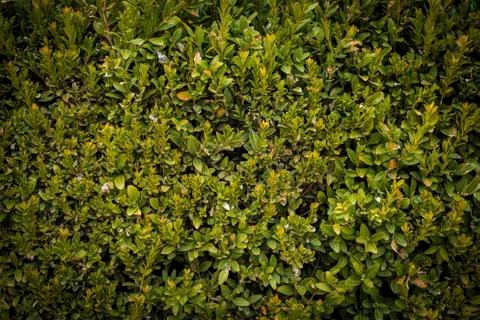 Green leaves wall texture background. Foto stock