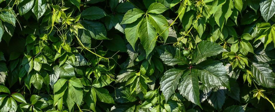 Green leaves wall texture background Stock Photos
