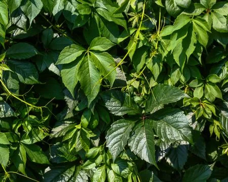 Green leaves wall texture background Stock Photos