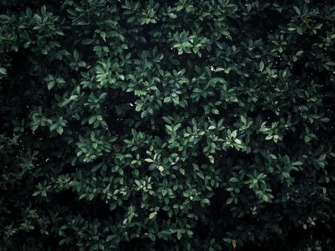 Green leaves wall texture image background. Stock Photos