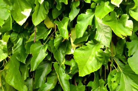 Green leaves wall texture Stock Photos