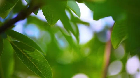 Green Leaves of Walnut Tree Stock Footage 50547453