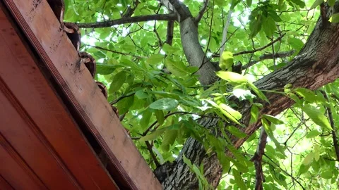 Green leaves of a walnut tree swaying in the wind Stock Footage 243638833