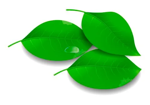 Green Leaves with Water Drop Stock Illustration