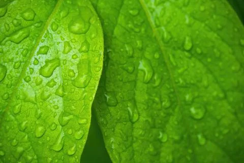 Green leaves with water drops, macro, nature background Stock Photos