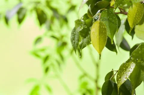 Green leaves with water drops Stock Photos