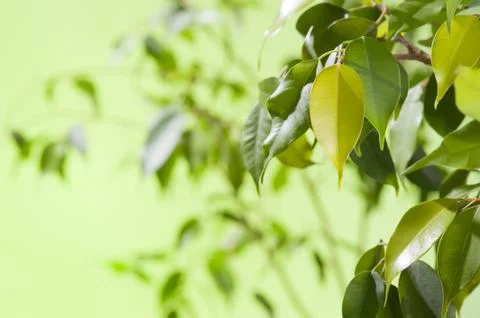 Green leaves with water drops Stock Photos