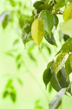 Green leaves with water drops Stock Photos