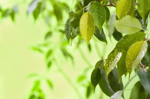 Green leaves with water drops Stock Photos