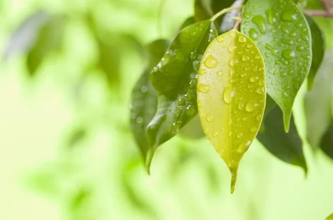 Green leaves with water drops Stock Photos