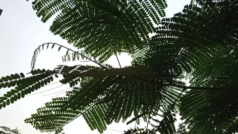 Green leaves waving under the wind Stock Footage 136943604