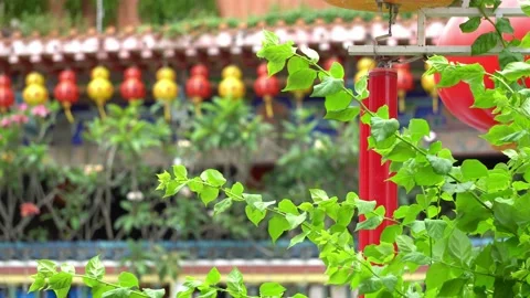 Green leaves waving in wind background chinese temple Stock Footage 150203126