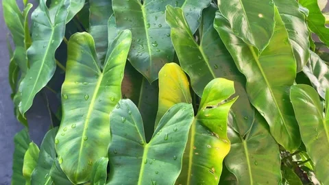 Green leaves wet from raindrops Stock Footage 290822532