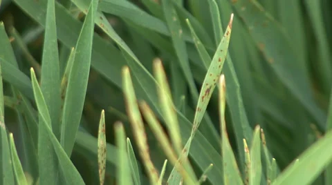 Green leaves of wheat in spring 스톡 동영상 36988809