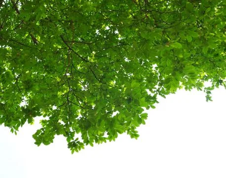 Green leaves on white background , frame Stock Illustration
