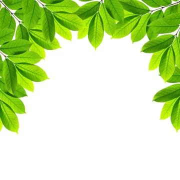 Green leaves on white background , frame Stock Illustration